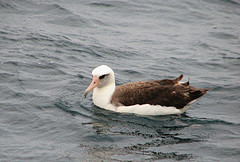 Phoebastria immutabilis