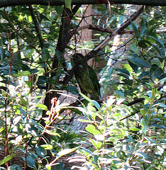 Ailuroedus crassirostris