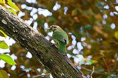 Ailuroedus melanotis