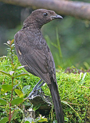 Archboldia papuensis