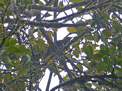 Amblyornis macgregoriae