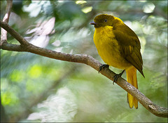 Prionodura newtoniana