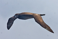 Phoebastria nigripes