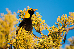 Sericulus chrysocephalus