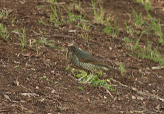 Ptilonorhynchus violaceus