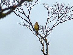 Chlamydera lauterbachi