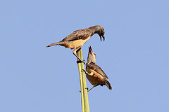 Chlamydera cerviniventris