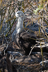 Phoebastria irrorata