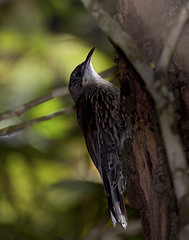 Cormobates leucophaea