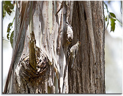 Climacteris erythrops