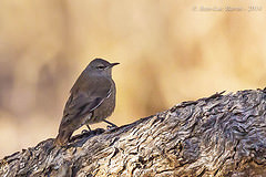 Climacteris picumnus