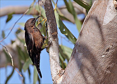 Climacteris melanurus