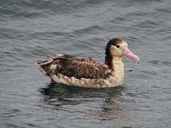 Phoebastria albatrus
