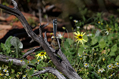 Malurus pulcherrimus