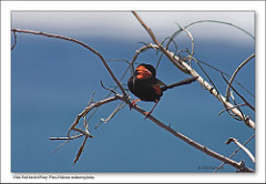 Malurus melanocephalus
