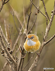 Stipiturus malachurus