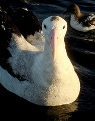 Diomedea antipodensis