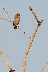 Myzomela erythrocephala