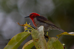 Myzomela chloroptera