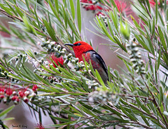 Myzomela sanguinolenta