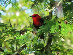 Myzomela cardinalis