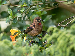 Myzomela rosenbergii