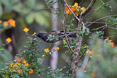 Ptiloprora perstriata