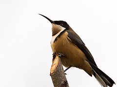 Acanthorhynchus tenuirostris