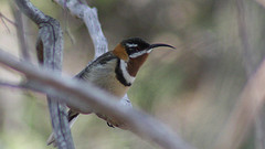 Acanthorhynchus superciliosus