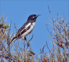 Certhionyx variegatus