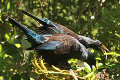 Prosthemadera novaeseelandiae