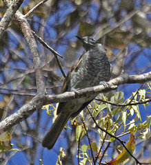 Pycnopygius cinereus