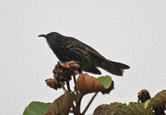 Pycnopygius stictocephalus