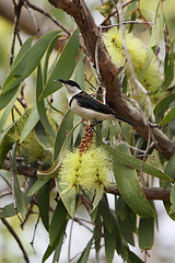 Cissomela pectoralis
