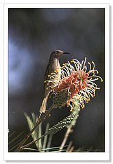 Lichmera indistincta