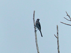 Lichmera alboauricularis