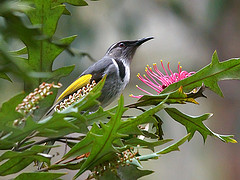 Phylidonyris pyrrhopterus