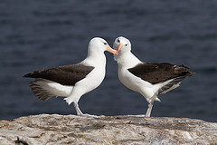 Thalassarche melanophris