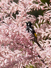 Phylidonyris novaehollandiae