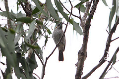 Trichodere cockerelli