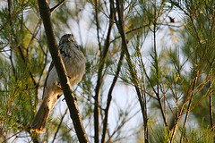 Plectorhyncha lanceolata