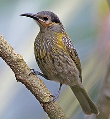 Xanthotis macleayanus