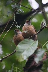 Xanthotis flaviventer