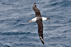 Thalassarche impavida