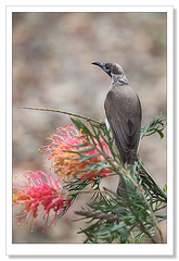 Philemon citreogularis