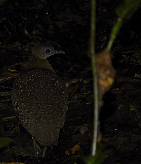 Tinamus guttatus