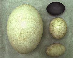 Dromaius novaehollandiae