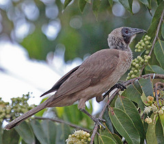 Philemon argenticeps