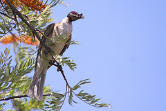 Philemon corniculatus