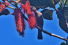 Philemon diemenensis